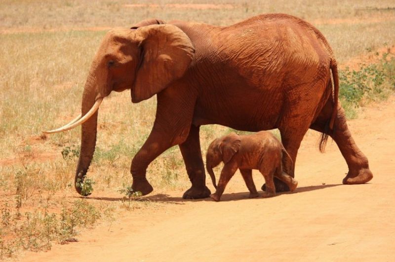 Le visa (AVE) pour visiter le Kenya
