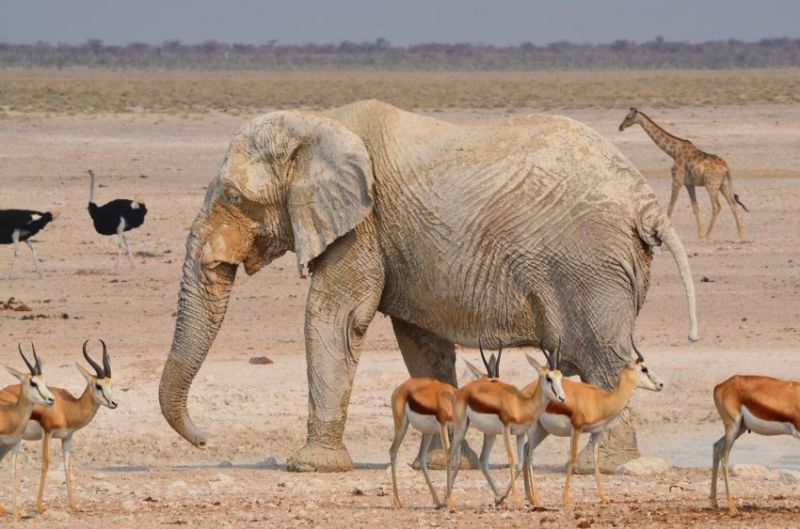 Voir les Big Five en Tanzanie et en Namibie