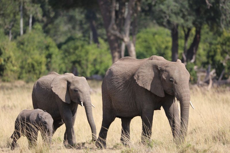 Big five au Kenya : l’éléphant 