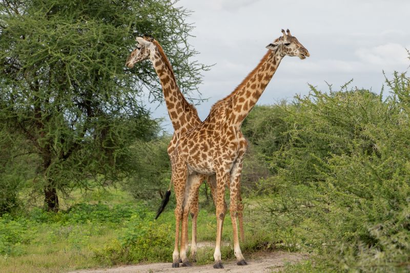 Séjourner dans un lodge en plein milieu des animaux