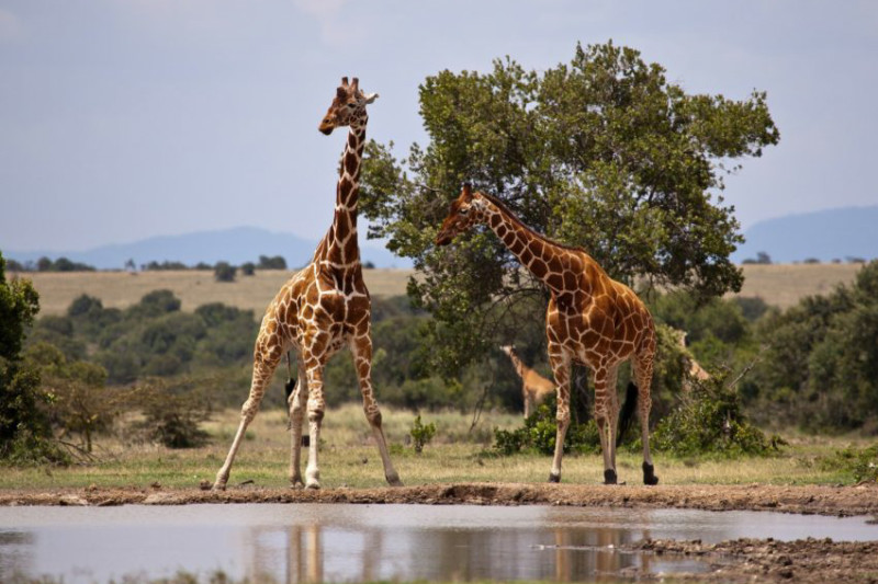 Quand partir au Kenya : la meilleure période pour votre safari