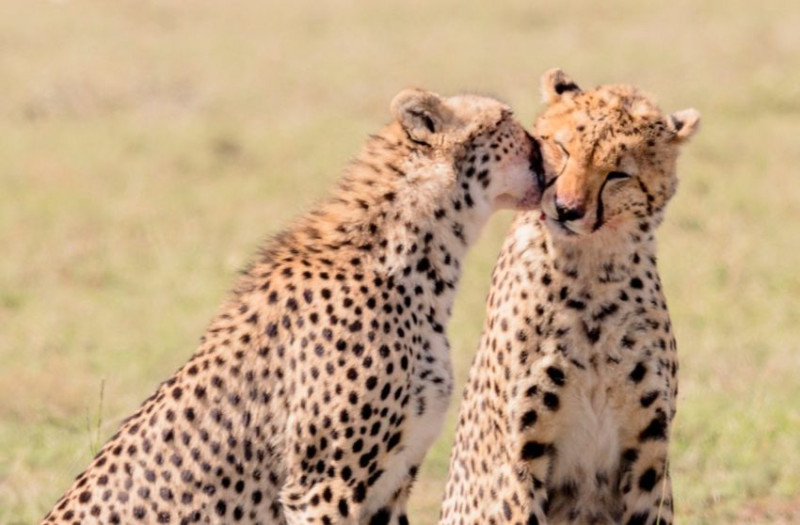 Kenya ou Tanzanie ? Quel pays choisir pour un safari en 2025 ?