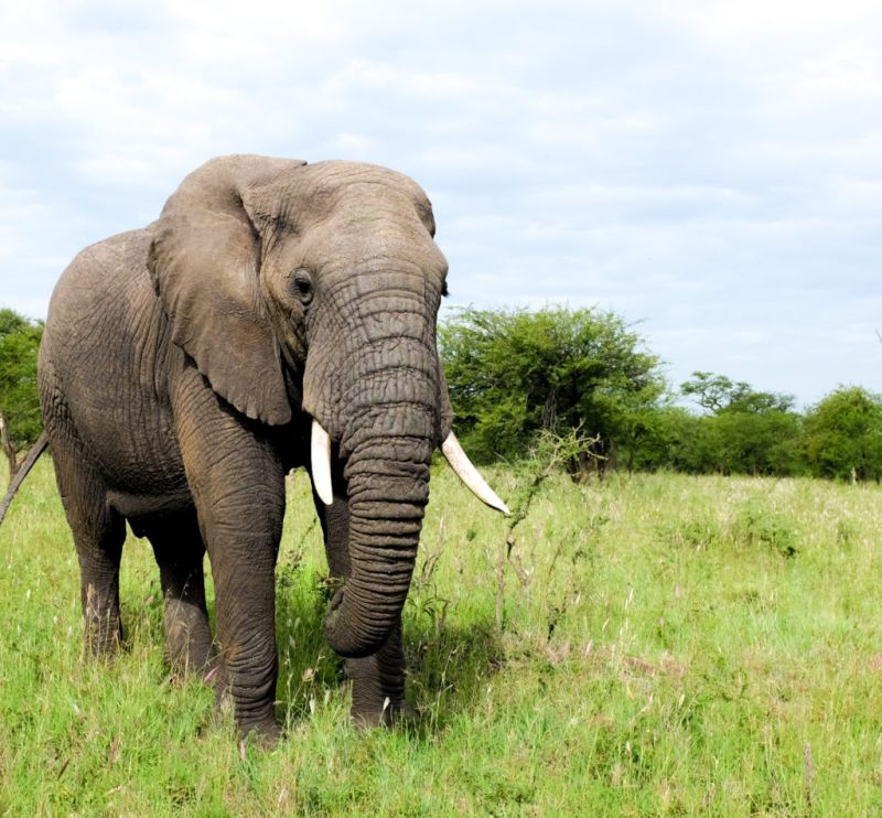 Big Five en Tanzanie et Kenya : l'éléphant