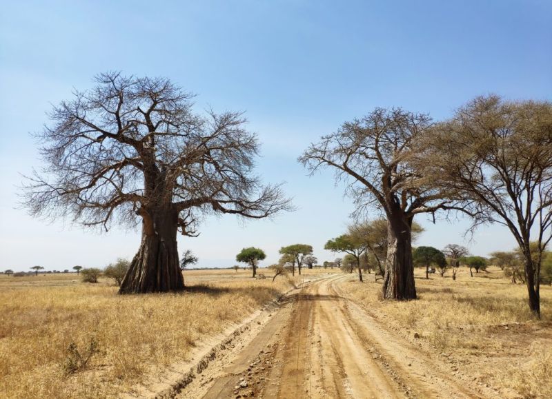Les vols internationaux pour la Tanzanie depuis la France