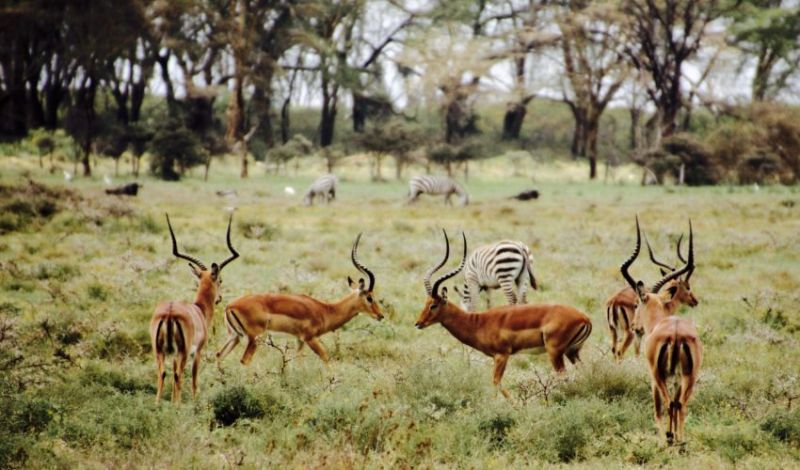 La meilleure période pour partir en safari au Kenya