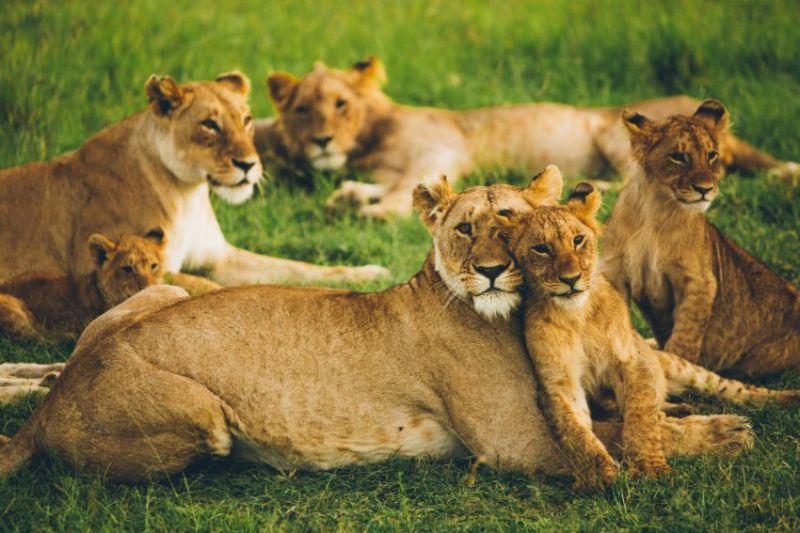 Observer la grande migration des gnous et les lions du Masai Mara