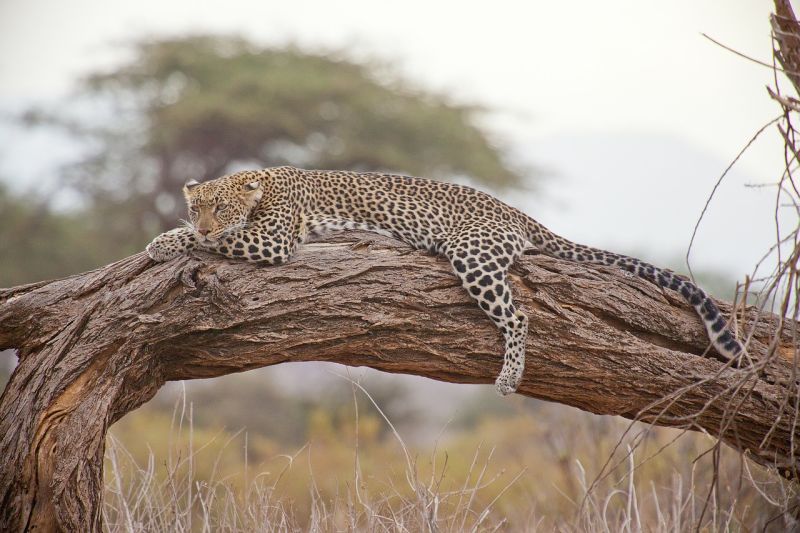Nos conseils pour observer le Big Five pendant votre safari au Kenya