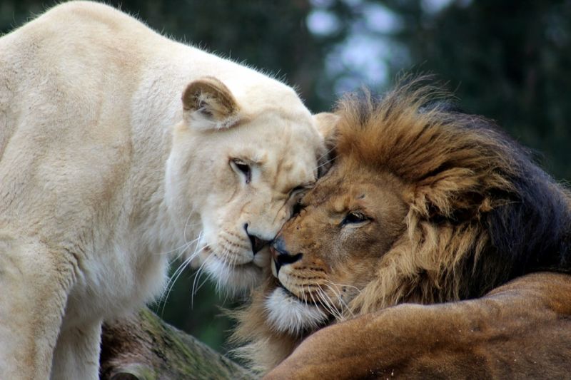 Big five au Kenya : le lion