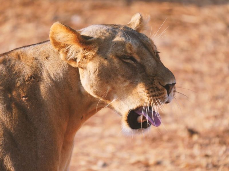 Echappées belles dans la savane