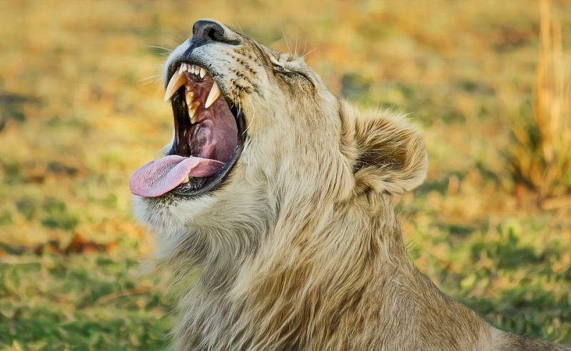Big five au Kenya, où et comment les voir lors de votre safari ?