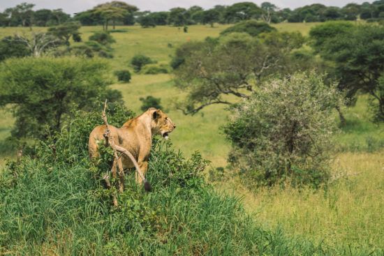 Respecter la faune et la flore en safari