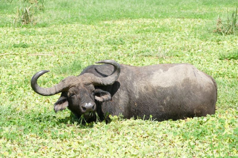 Big Five en Tanzanie et au Kenya : le buffle