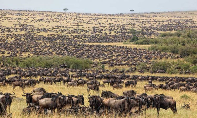 La grande migration de Janvier à Mars en Tanzanie : la période des naissances dans la zone du Ndutu