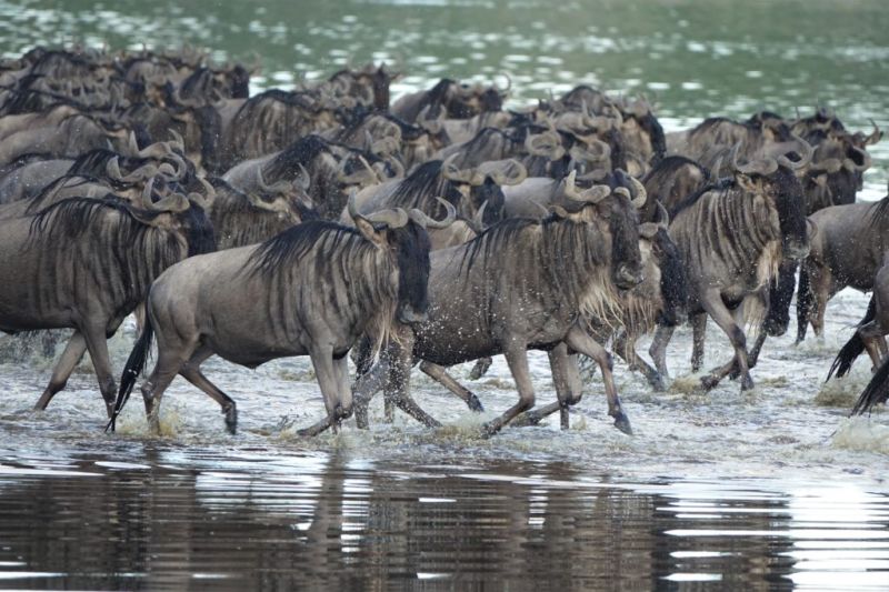 La grande migration de Juillet à Octobre en Tanzanie : la période des Grandes Traversées dans le du Nord Serengeti et au Kenya