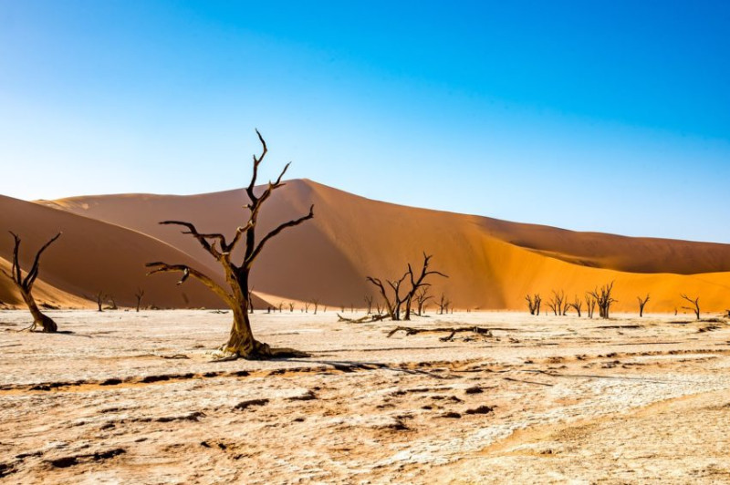 Tanzanie ou Namibie ? Quel pays choisir pour un safari en 2025 ?