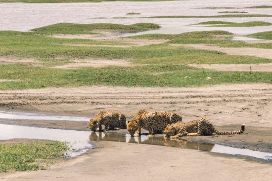 Alterner entre safaris et immersions