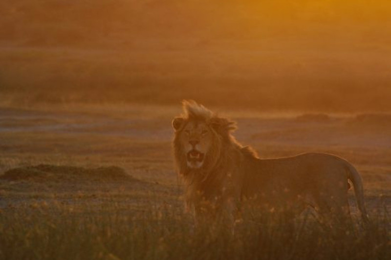 10 conseils pour un safari responsable en Tanzanie ou au Kenya