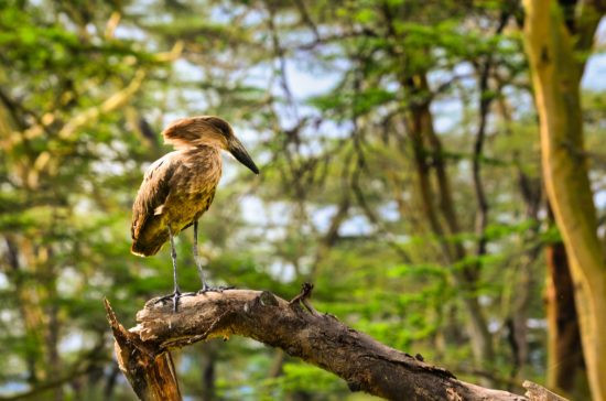 Les oiseaux à observer en safari en Tanzanie