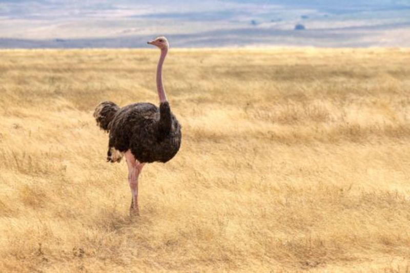 N’oubliez pas les oiseaux qui ne savent pas voler (bien haut !)