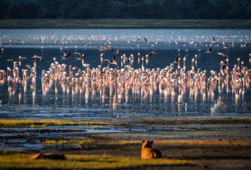 Les 10 espèces d’oiseaux phares à observer en Tanzanie
