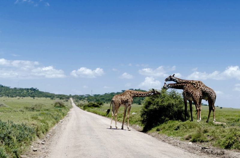 Les vêtements indispensables pour un safari