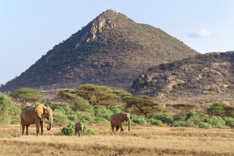 Faire un safari dans la réserve de Samburu 