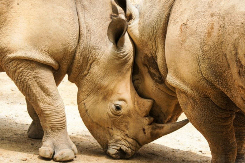 Big Five en Tanzanie et au Kenya : où, quand et comment les voir lors de votre safari ?