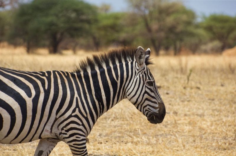 Mkomazi, l’oublié des parcs du Nord