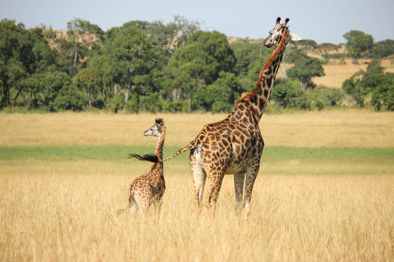 3 safaris mythiques à vivre en Tanzanie