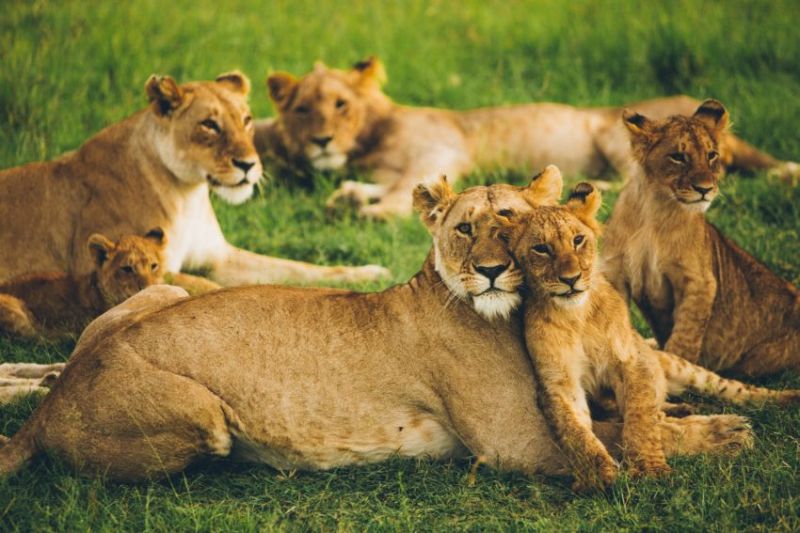 La valise parfaite pour un safari en Afrique avec un bébé 
