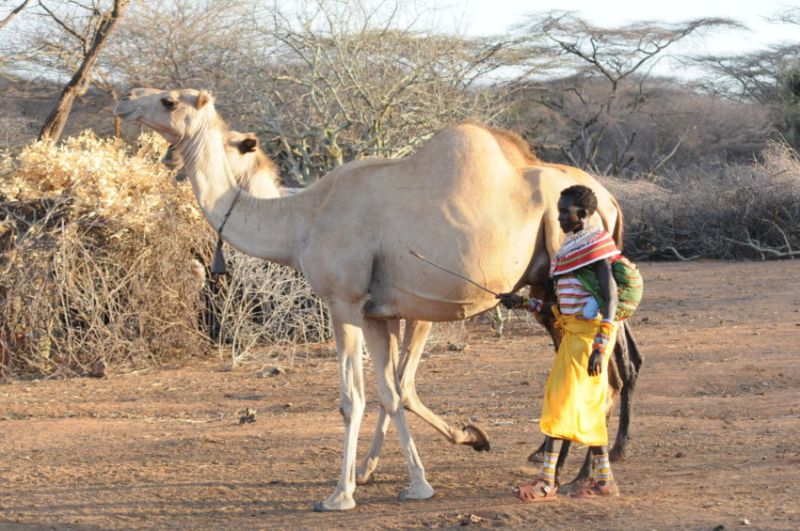 Réserves Nationales de Samburu et de Buffalo Springs