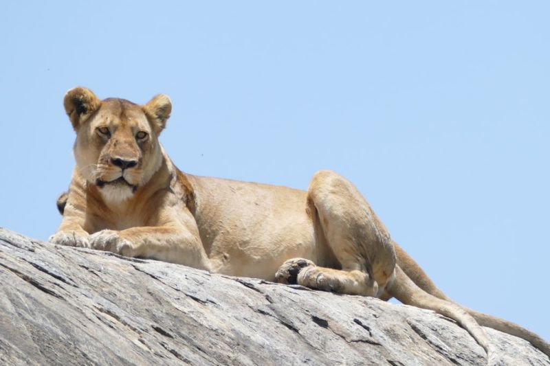 Serengeti, le plus mythique des parcs nationaux Africains
