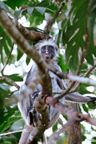 Envolons-nous à Zanzibar pour observer le seul singe de l’île !