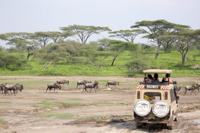 Quand visiter les grands parcs du nord de la Tanzanie