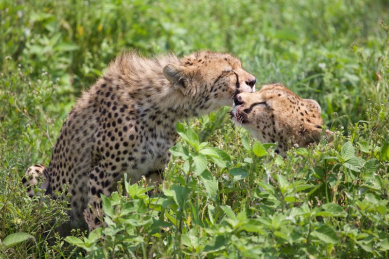 Quels animaux voir en Tanzanie ou en Namibie ?