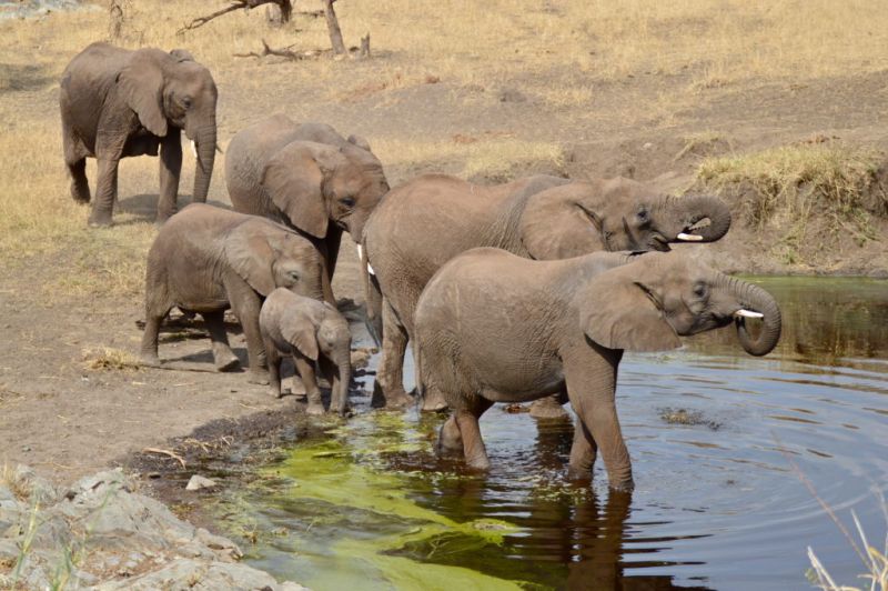 Tarangire, le temple des éléphants