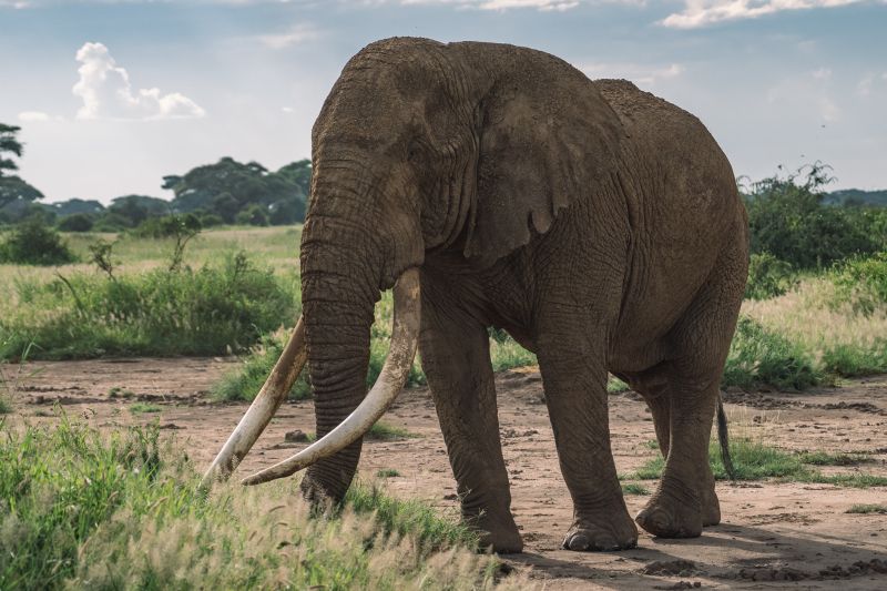 Observer les éléphants dans le Parc national d’Amboseli avec le Kilimandjaro en toile de fond