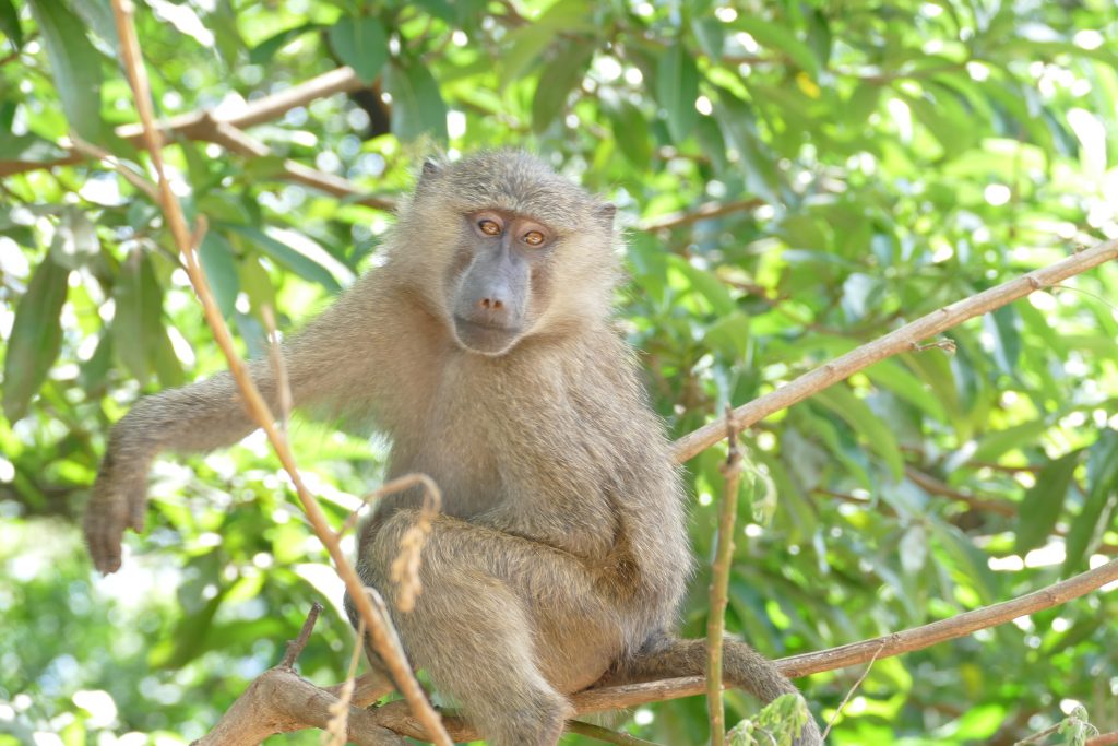 arusha-1024x683.jpg