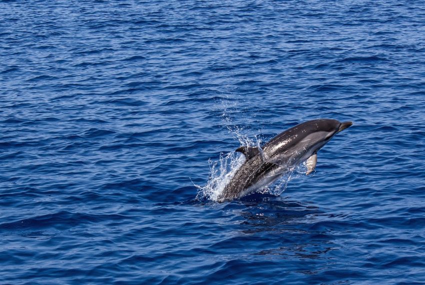 dauphin-zanzibar-activite-que-faire-850x569.jpg