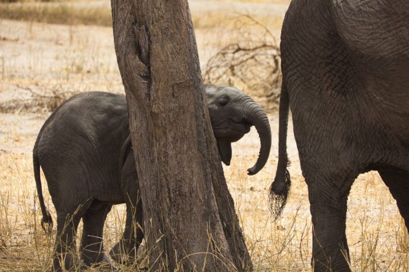 La petite migration du Tarangire