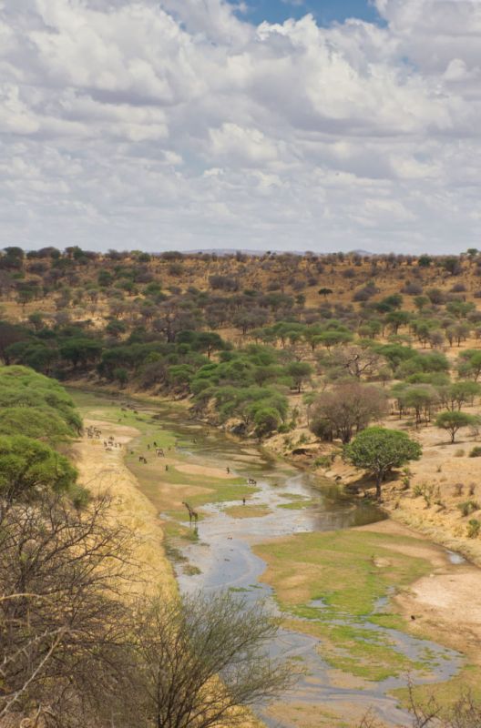 Le Tarangire : une situation idéale au cœur de la Vallée du Grand Rift