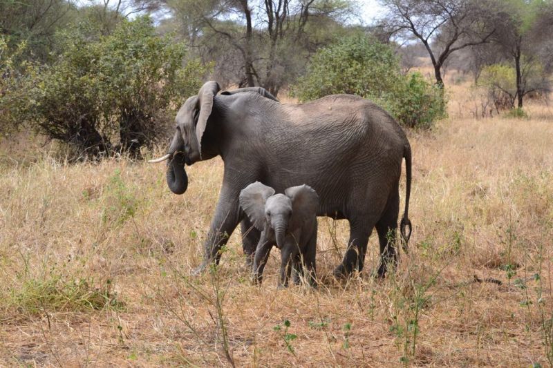 Présentation du Parc National du Tarangire