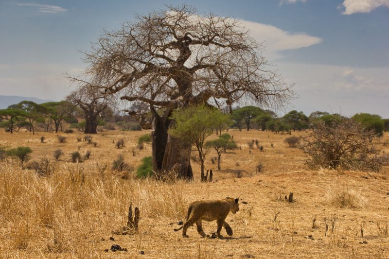 Les mythiques baobabs du Tarangire en Tanzanie