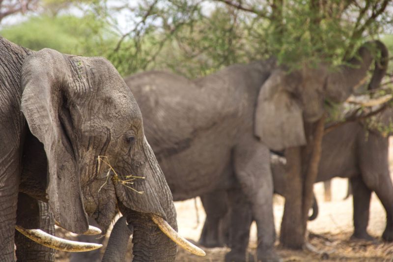 Découvrir les légendaires troupeaux d'éléphants du Tarangire