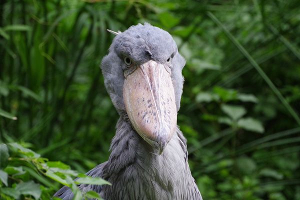 Quels animaux observer sur le Lac Victoria en Ouganda ?
