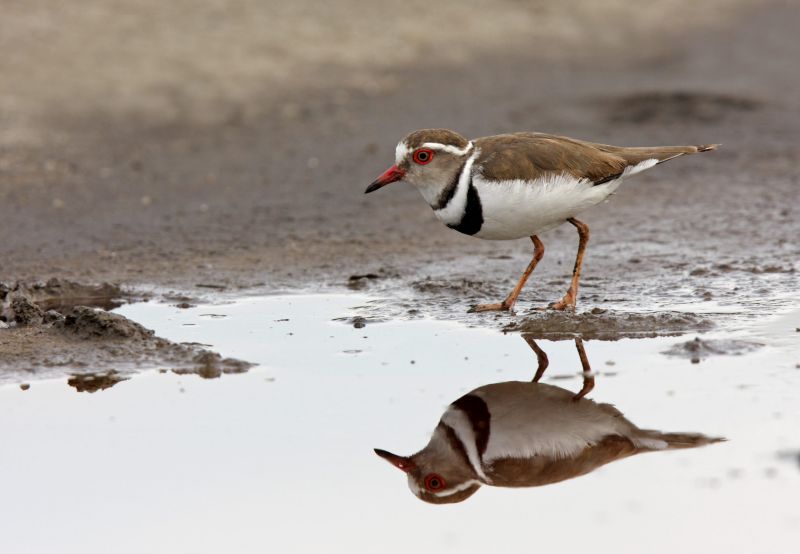 Observer les oiseaux dans le Parc National du Lac Mburo 