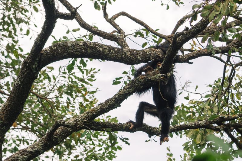 Pourquoi visiter Kigoma ?