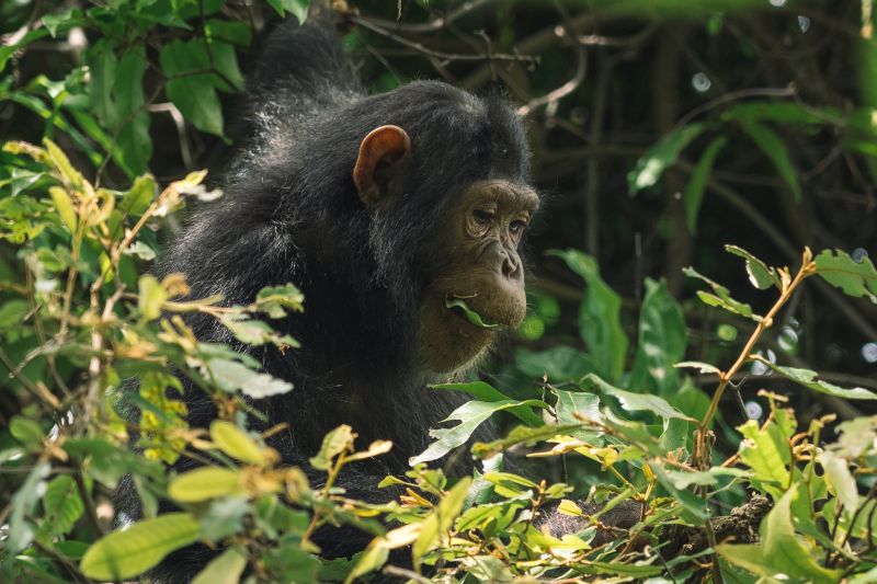 Quelle est la meilleure période pour visiter Kibale ? 
