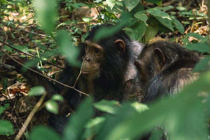 Quelles sont les activités à ne pas manquer au Lac Tanganyika ? 