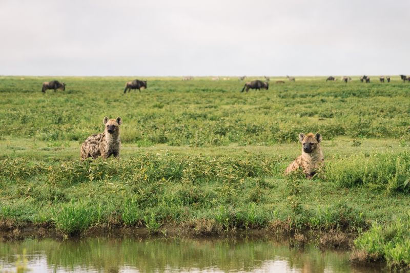 Pourquoi visiter le Parc national de Saadani ? 